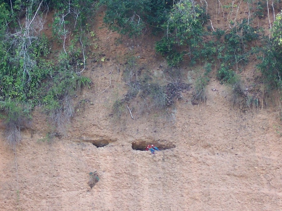 Red-and-green Macaw - ML644751572