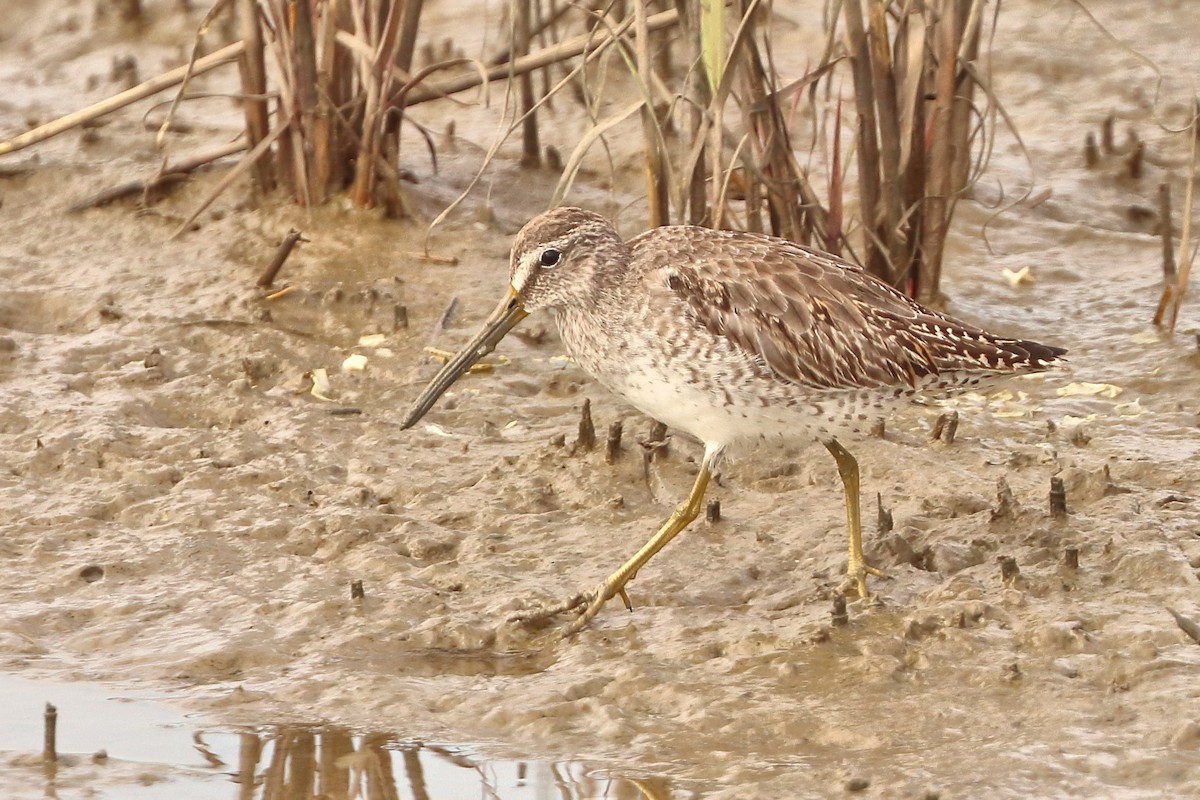 Short-billed Dowitcher - ML644751574