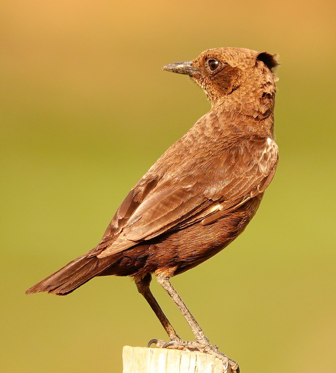 Southern Anteater-Chat - ML644751575