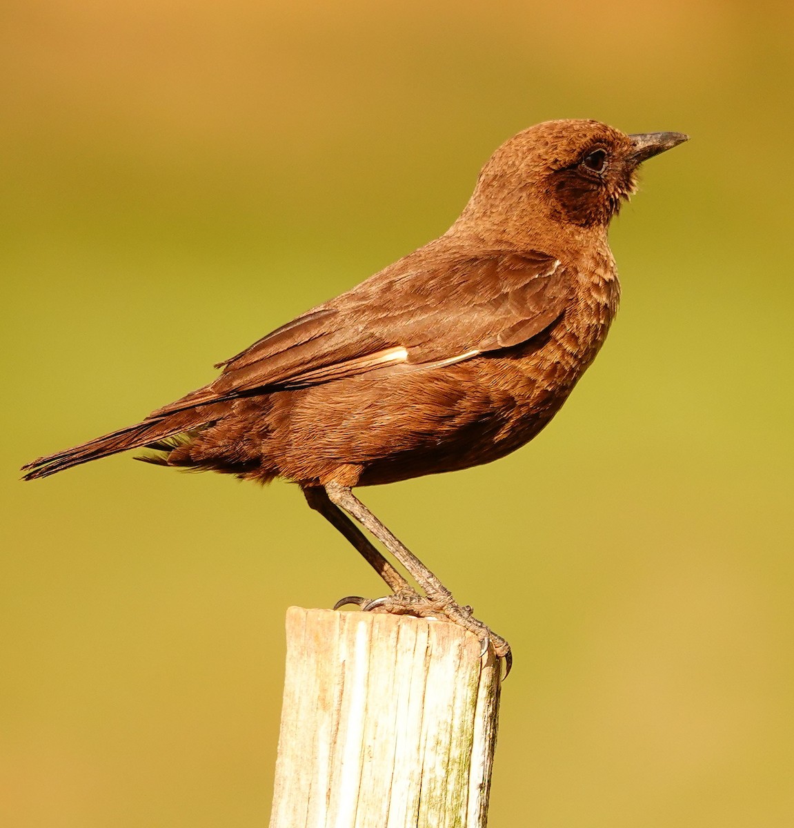 Southern Anteater-Chat - ML644751576