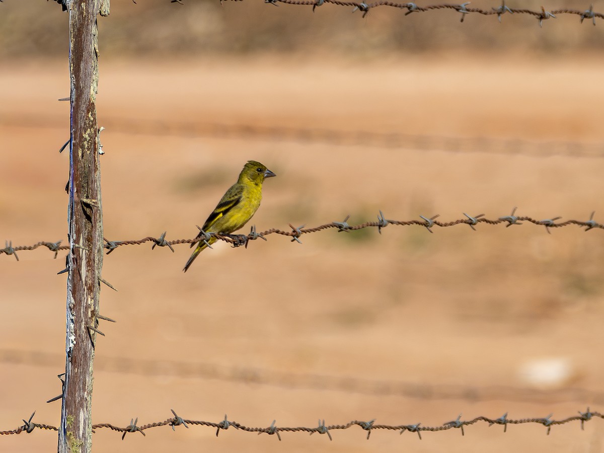 Hooded Siskin - ML644751582