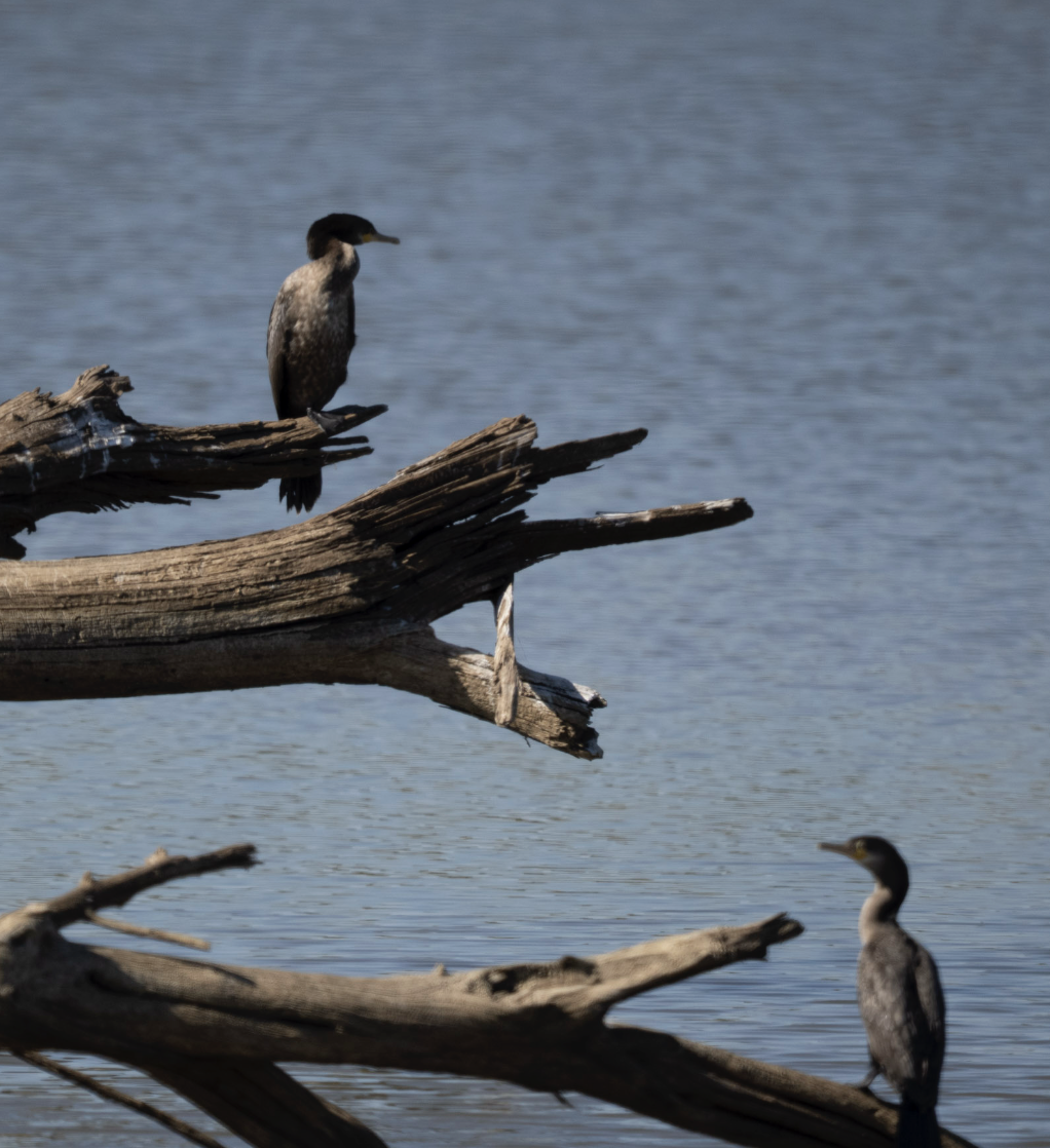 Double-crested Cormorant - ML644751583