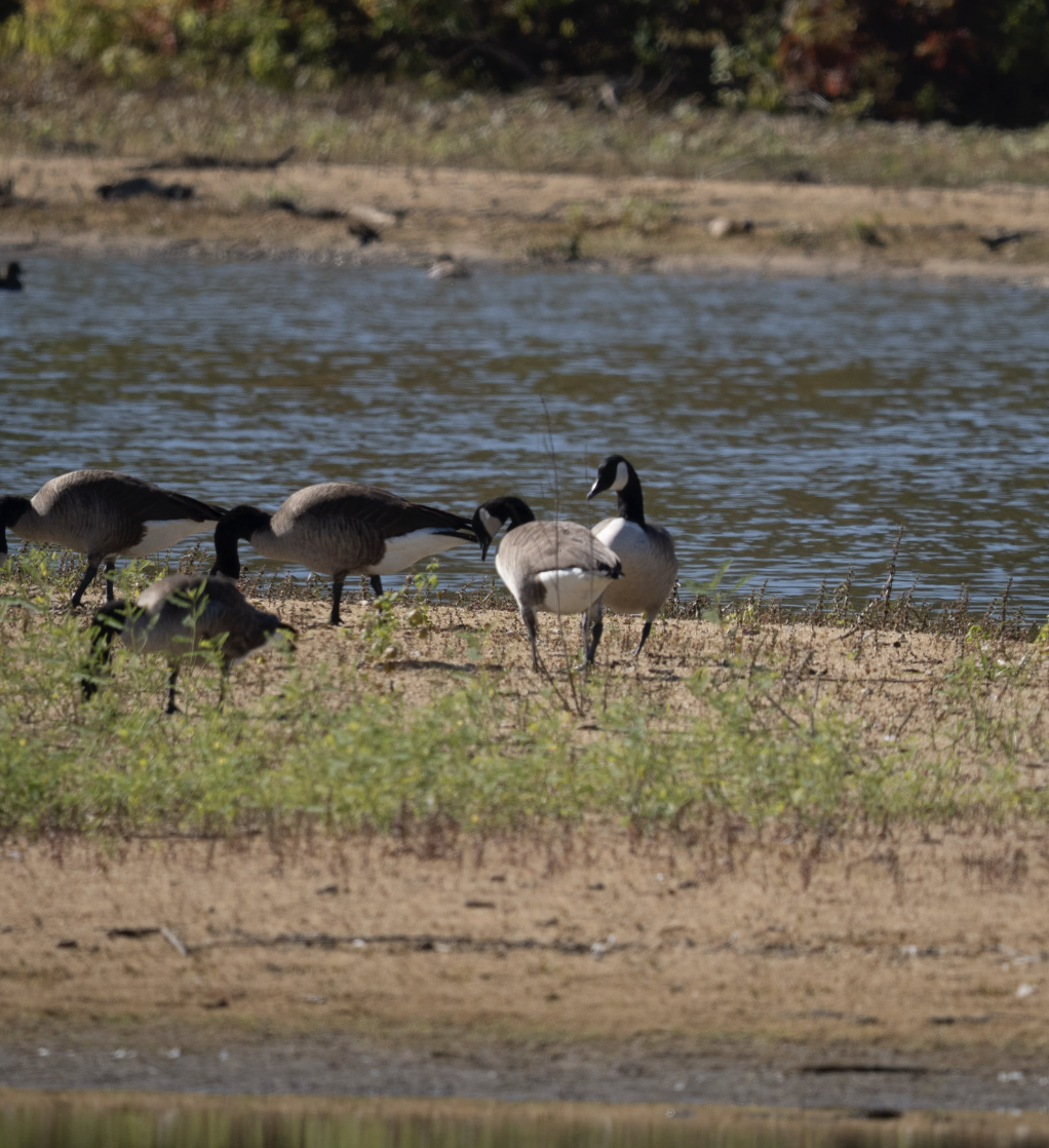Canada Goose - ML644751592