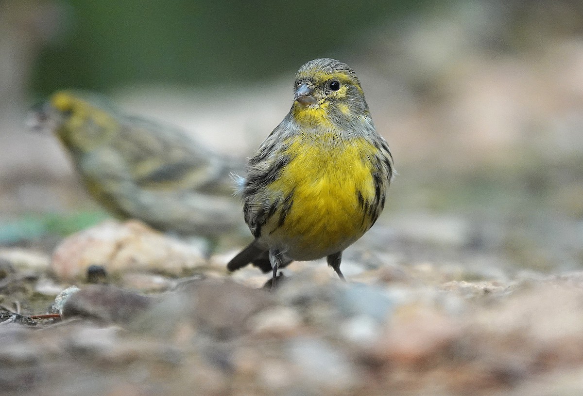 European Serin - ML644751593