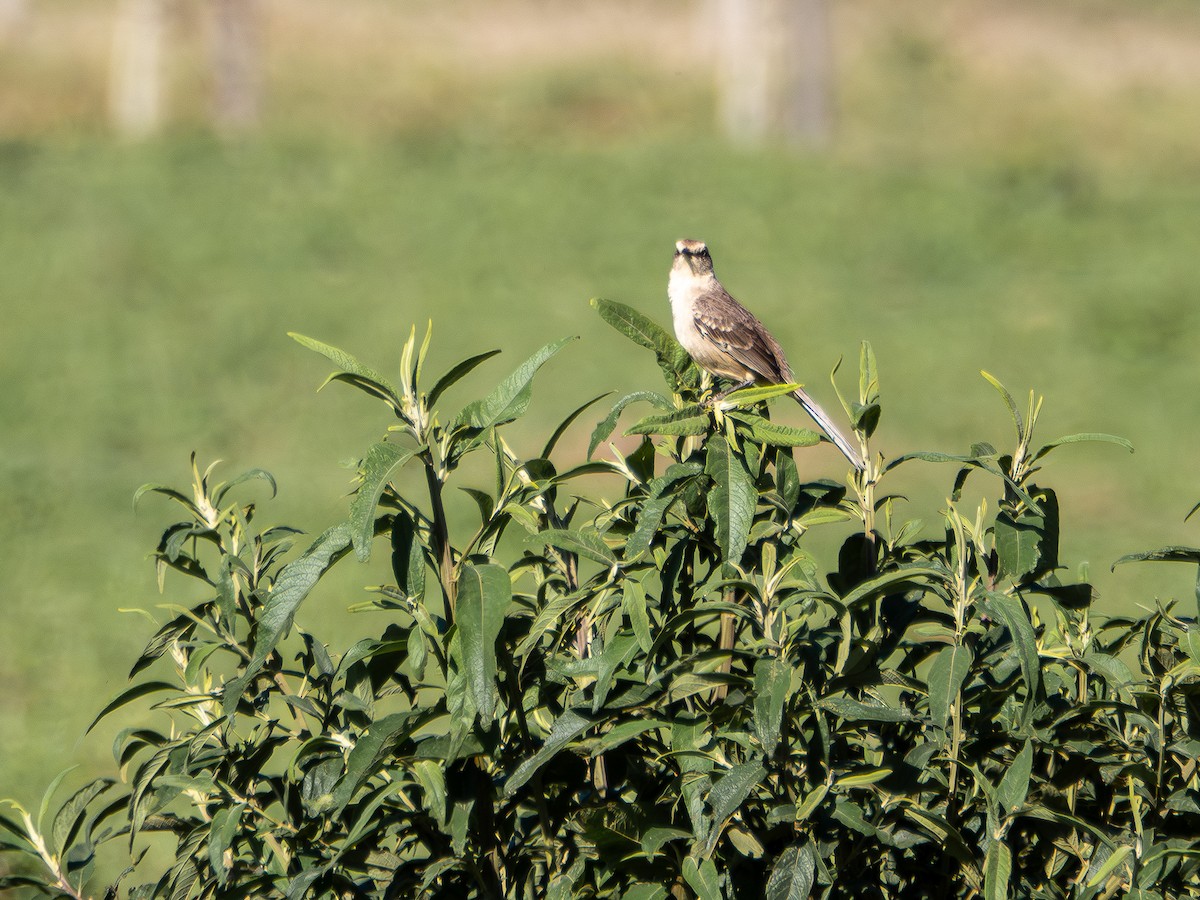 Kampo Taklitçisi - ML644751605