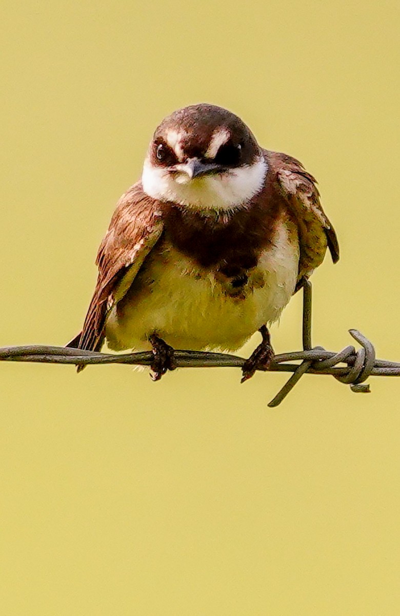 Banded Martin - ML644751609