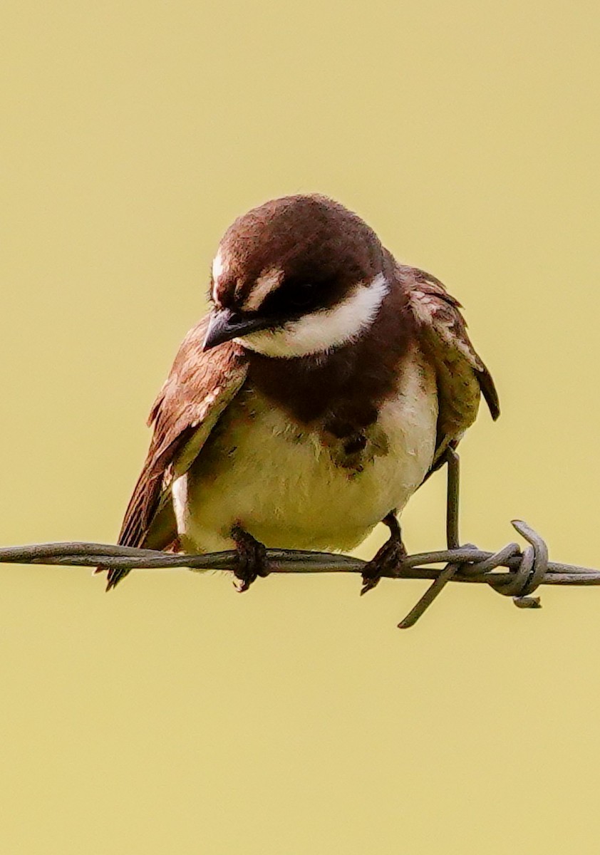 Banded Martin - ML644751610
