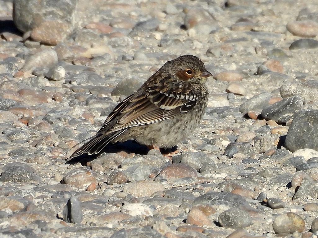 Mourning Sierra Finch - ML644751620