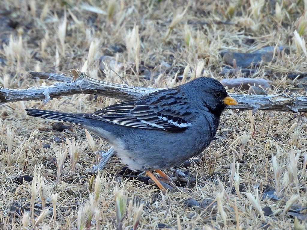 Mourning Sierra Finch - ML644751621