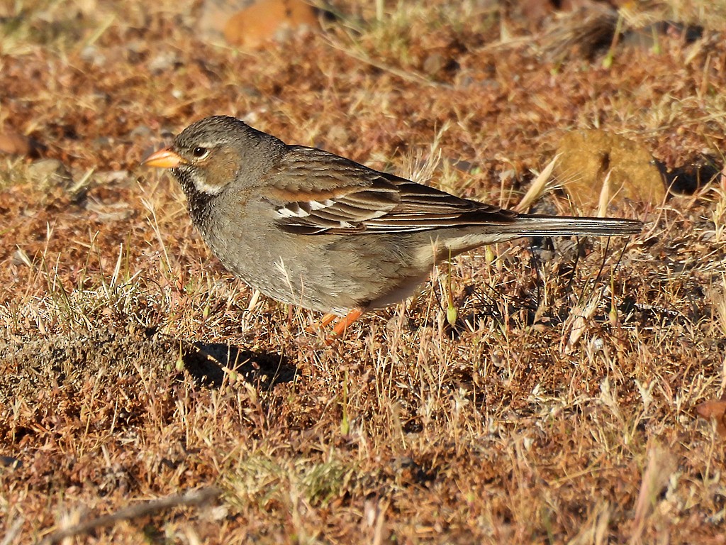 Mourning Sierra Finch - ML644751622