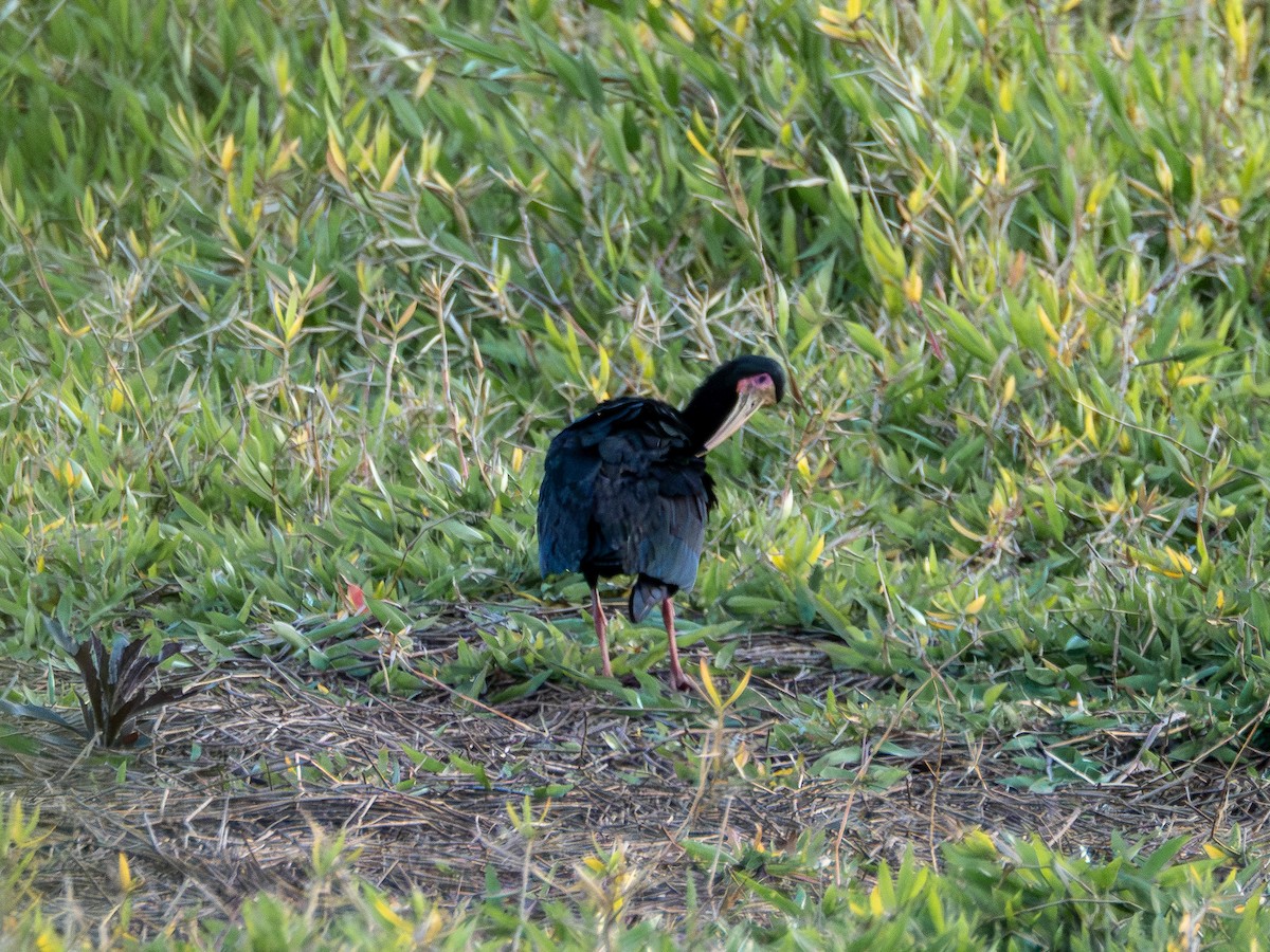 Bare-faced Ibis - ML644751634