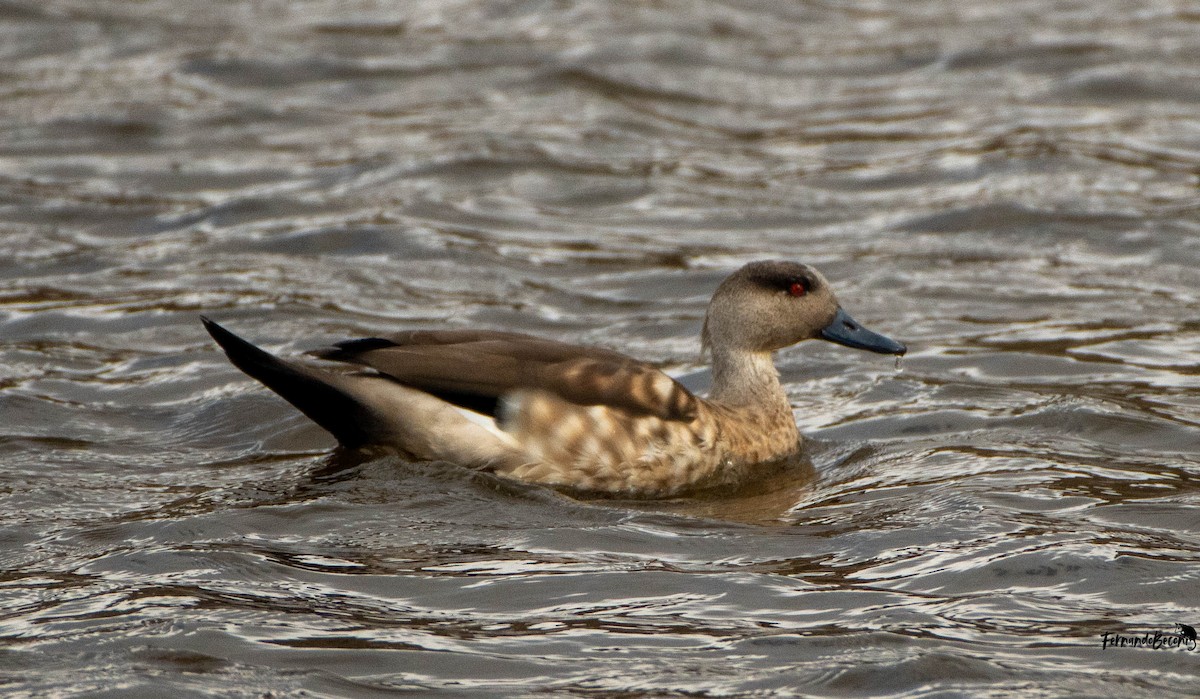 Crested Duck - ML644751648