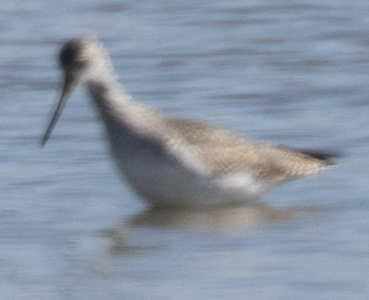 Greater Yellowlegs - ML644751656