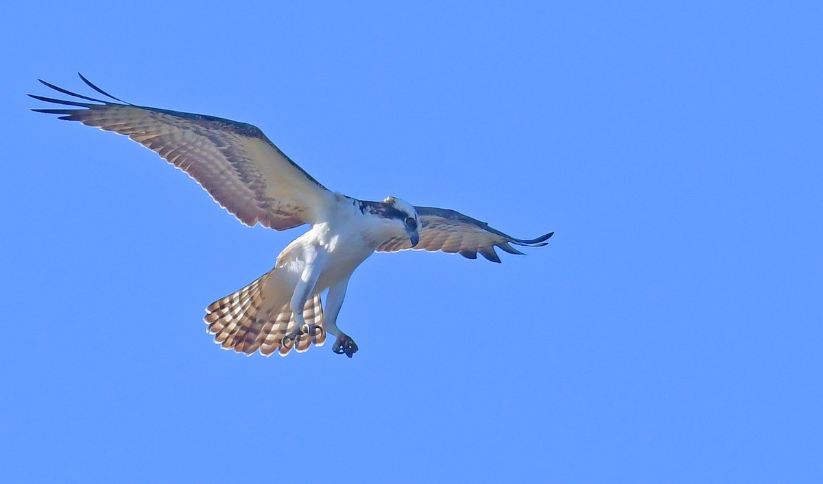 Osprey - ML644751667