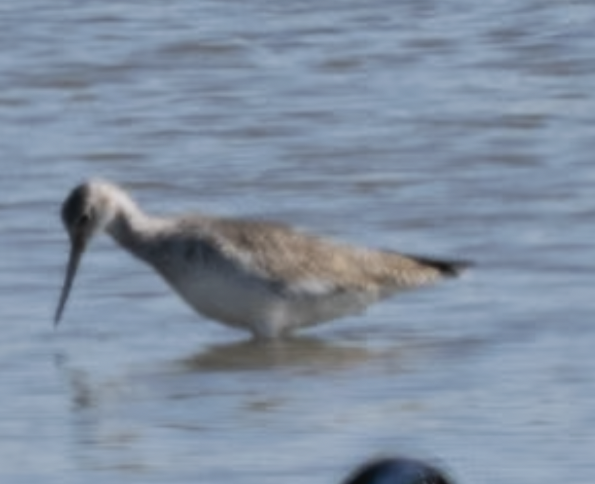 Greater Yellowlegs - ML644751671