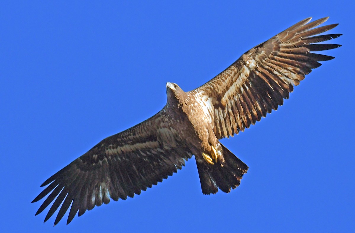 Bald Eagle - ML644751681