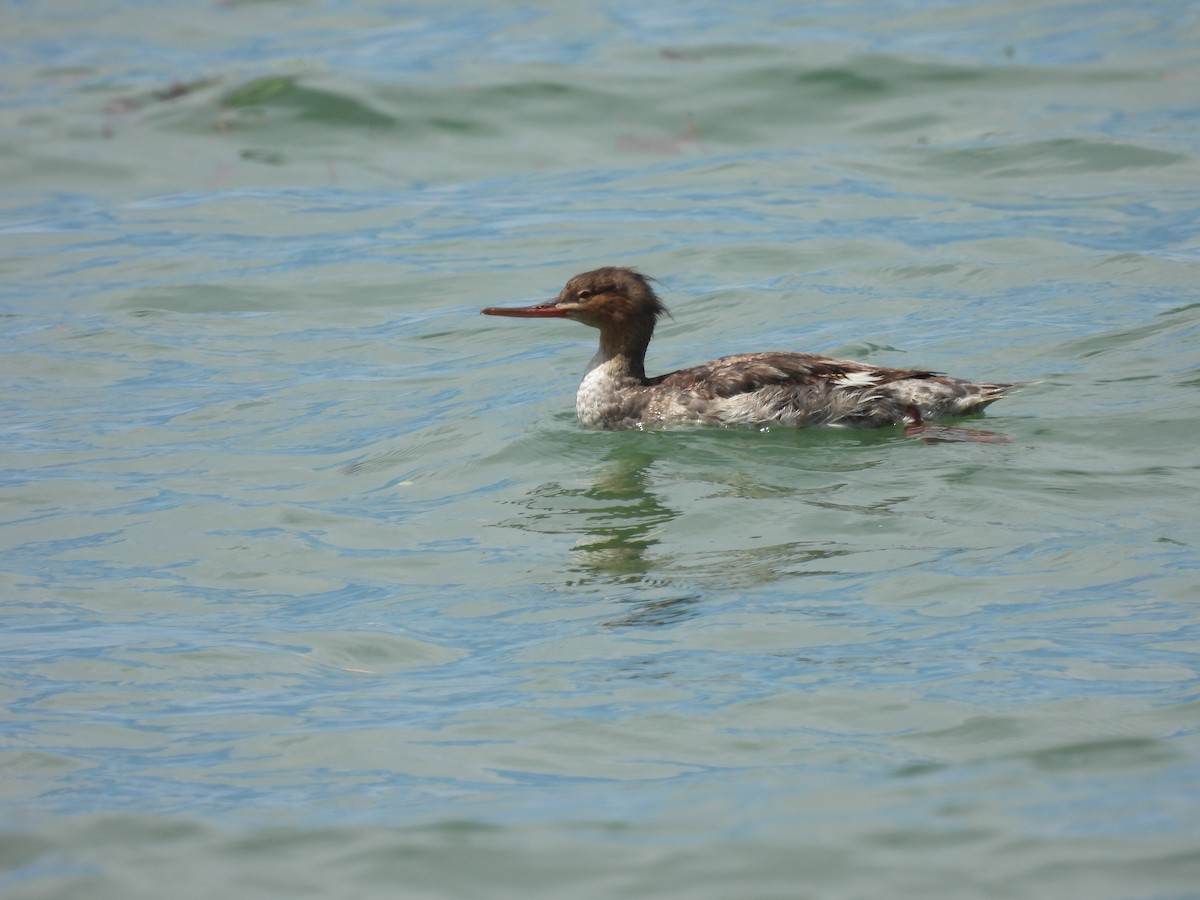 Red-breasted Merganser - ML644751690