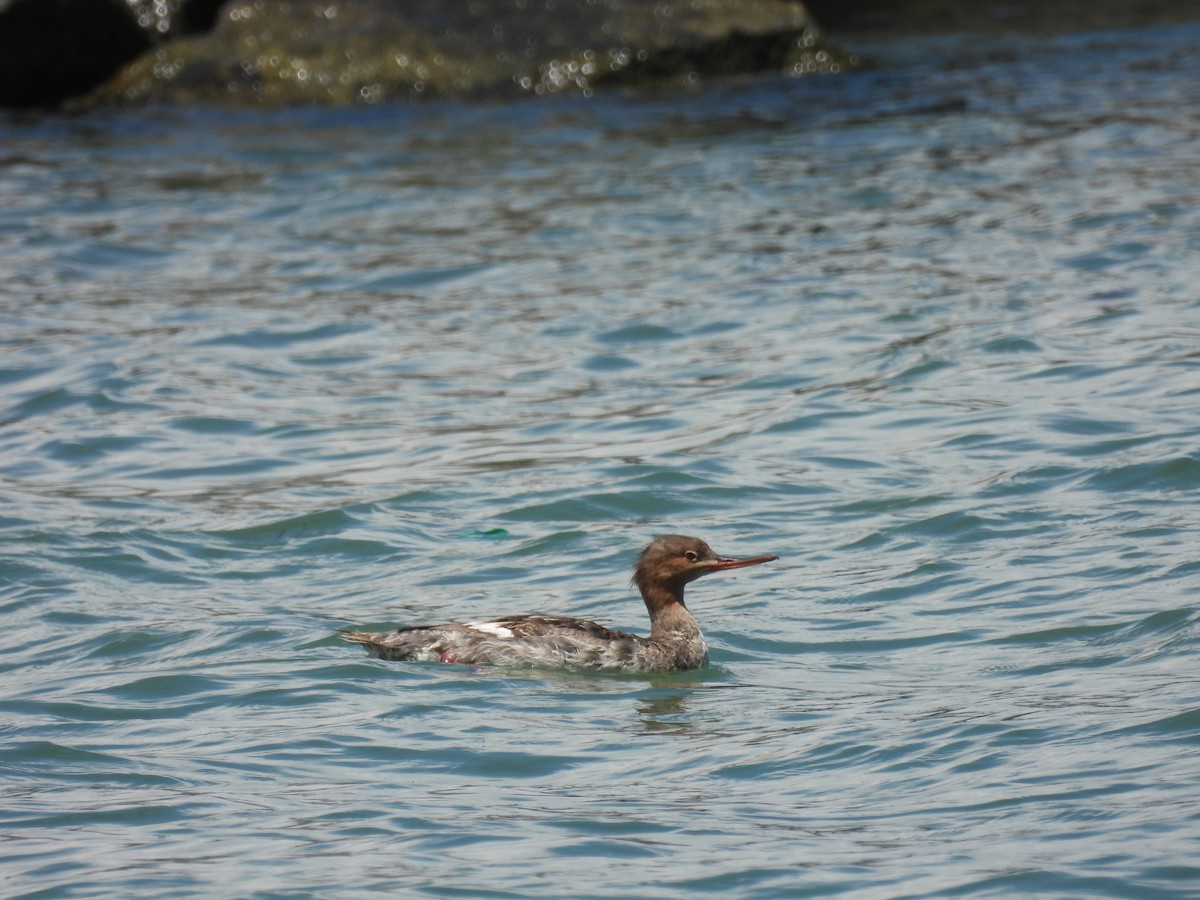 Red-breasted Merganser - ML644751692