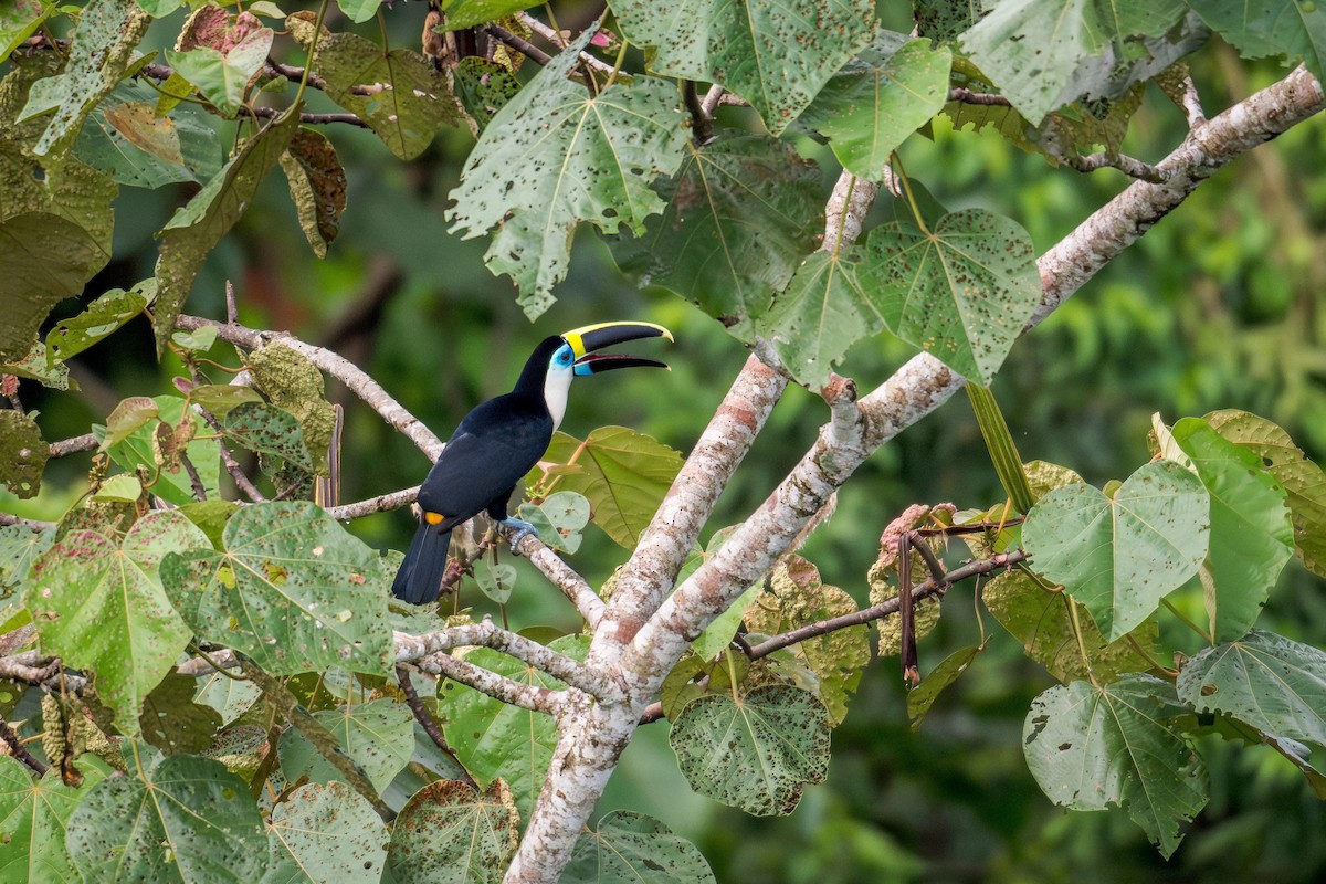 Tucán Pechiblanco - ML644751708