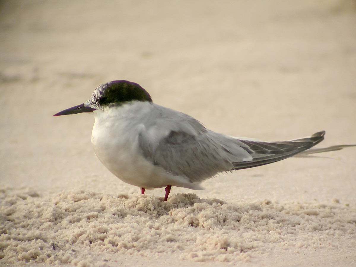 燕鷗 - ML644751710