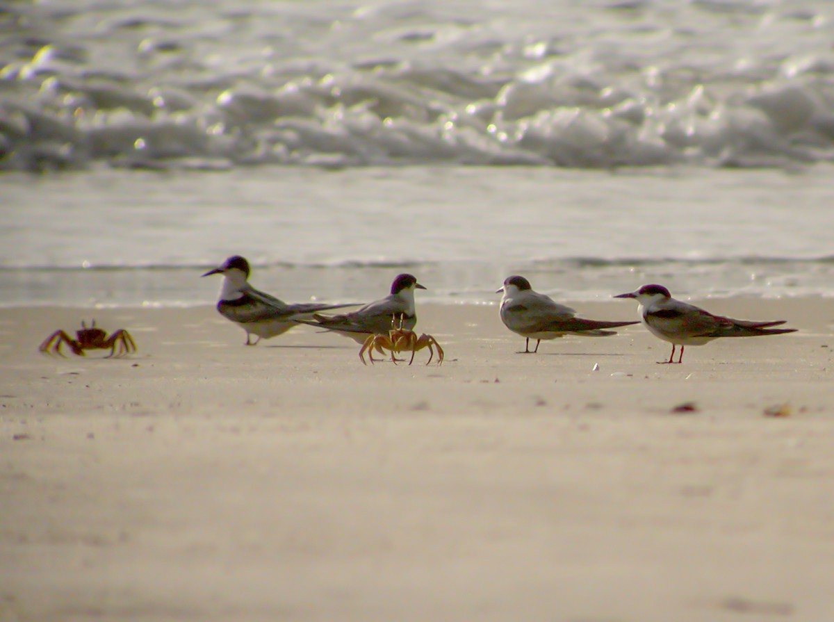 燕鷗 - ML644751712