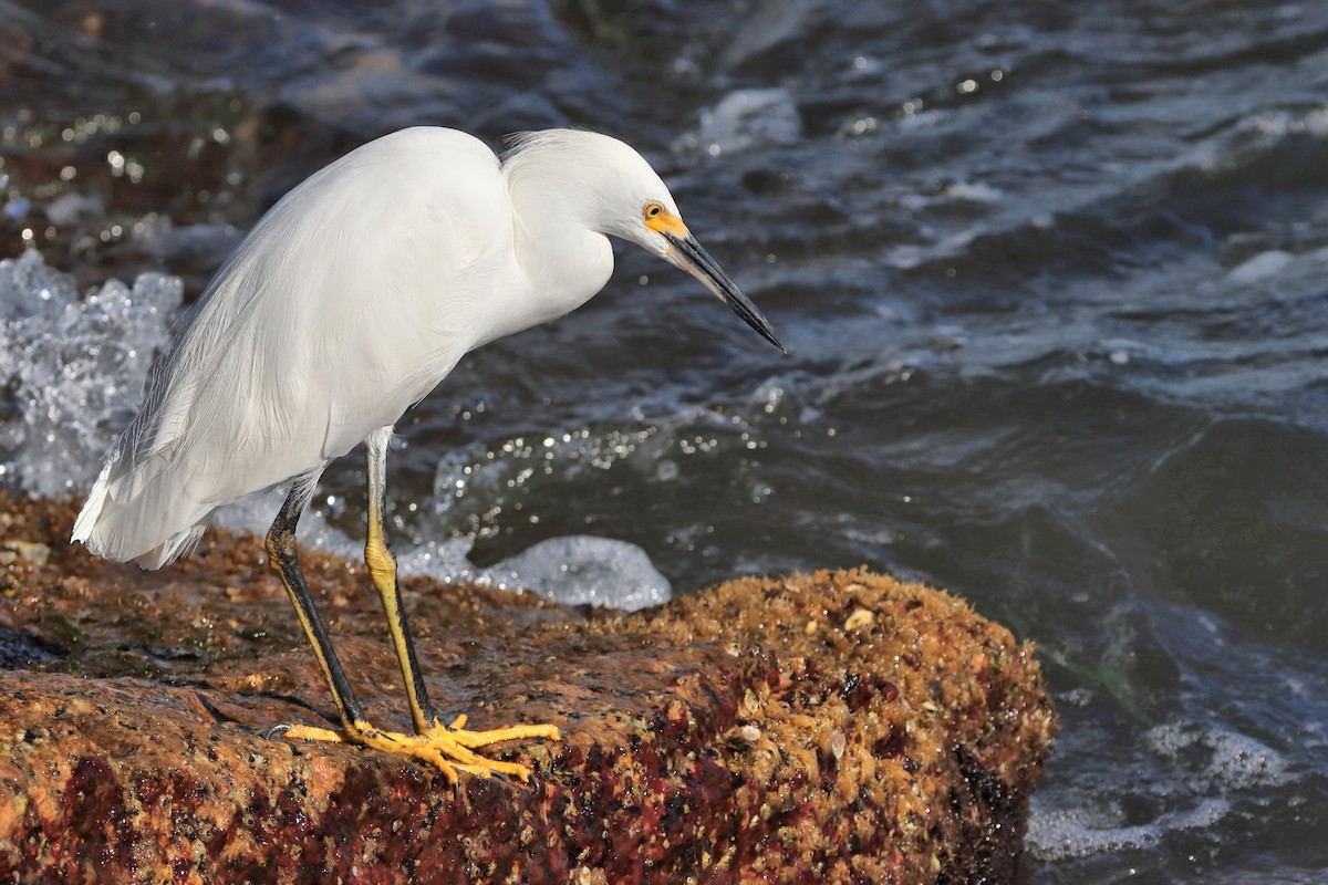 Snowy Egret - ML644751714
