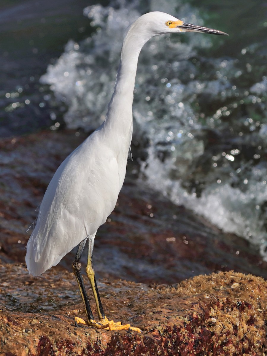 Snowy Egret - ML644751716