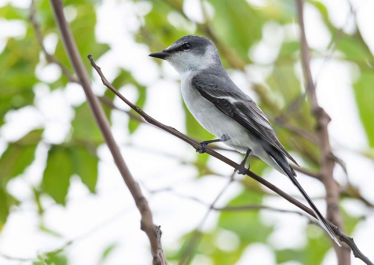 サンショウクイ - ML644751722