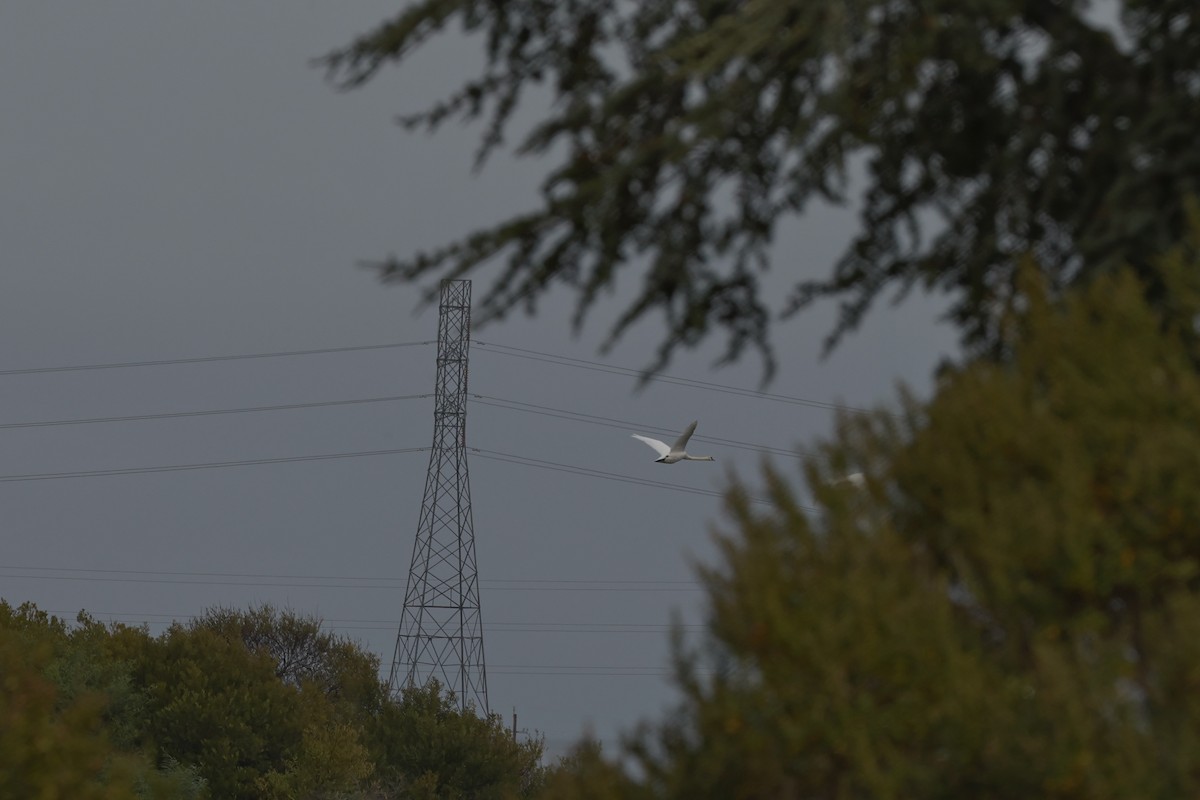 labuť velká - ML644751730