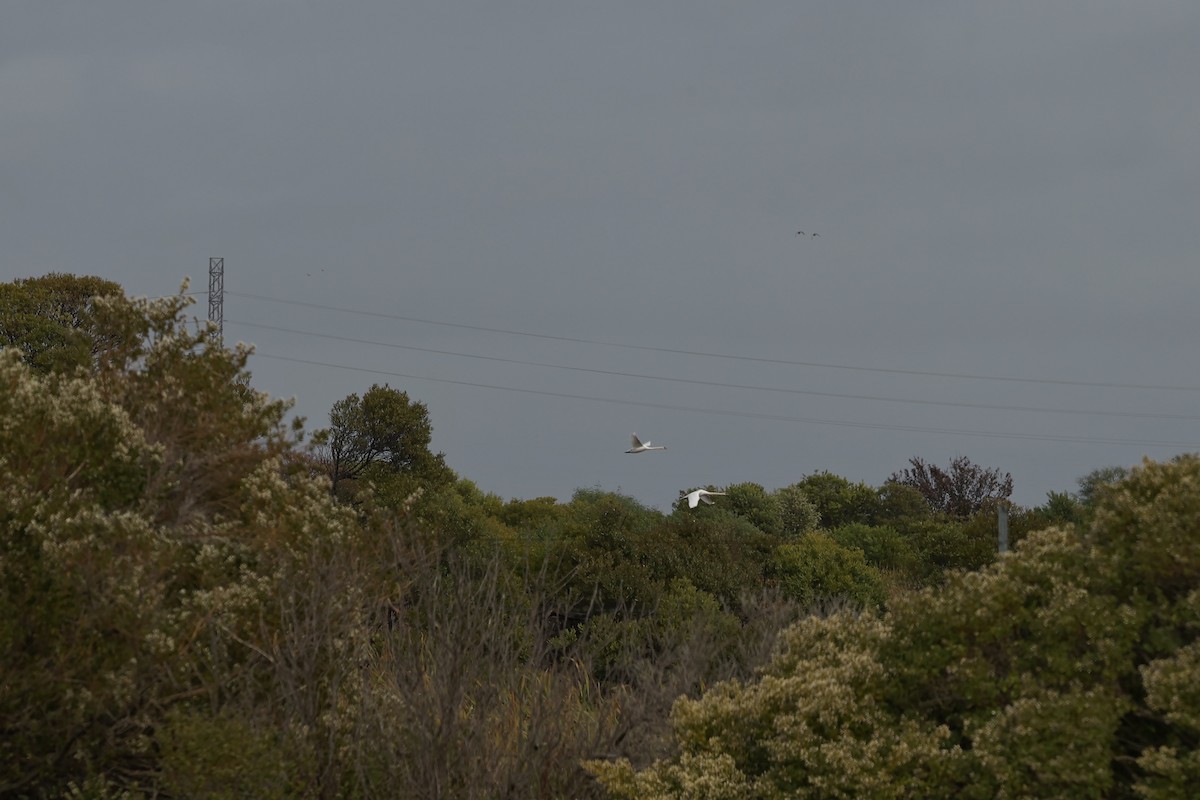 labuť velká - ML644751731