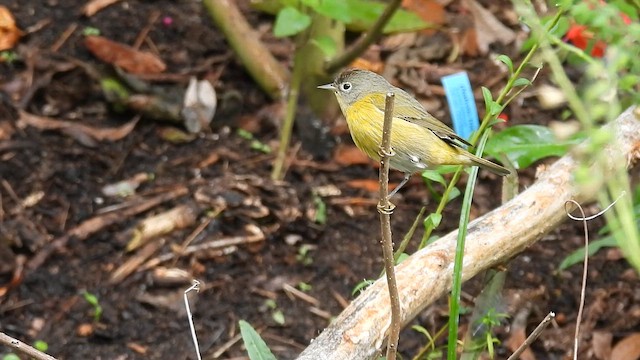 Paruline à joues grises - ML644751734