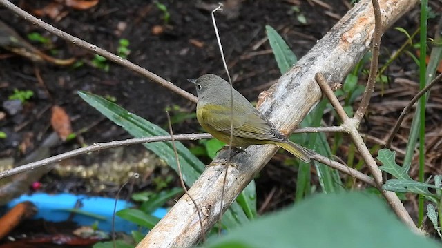 Paruline à joues grises - ML644751742