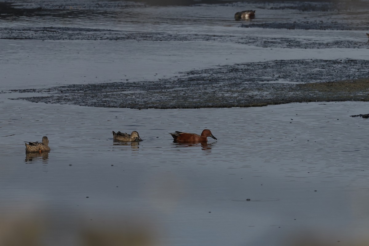 čírka skořicová - ML644751744