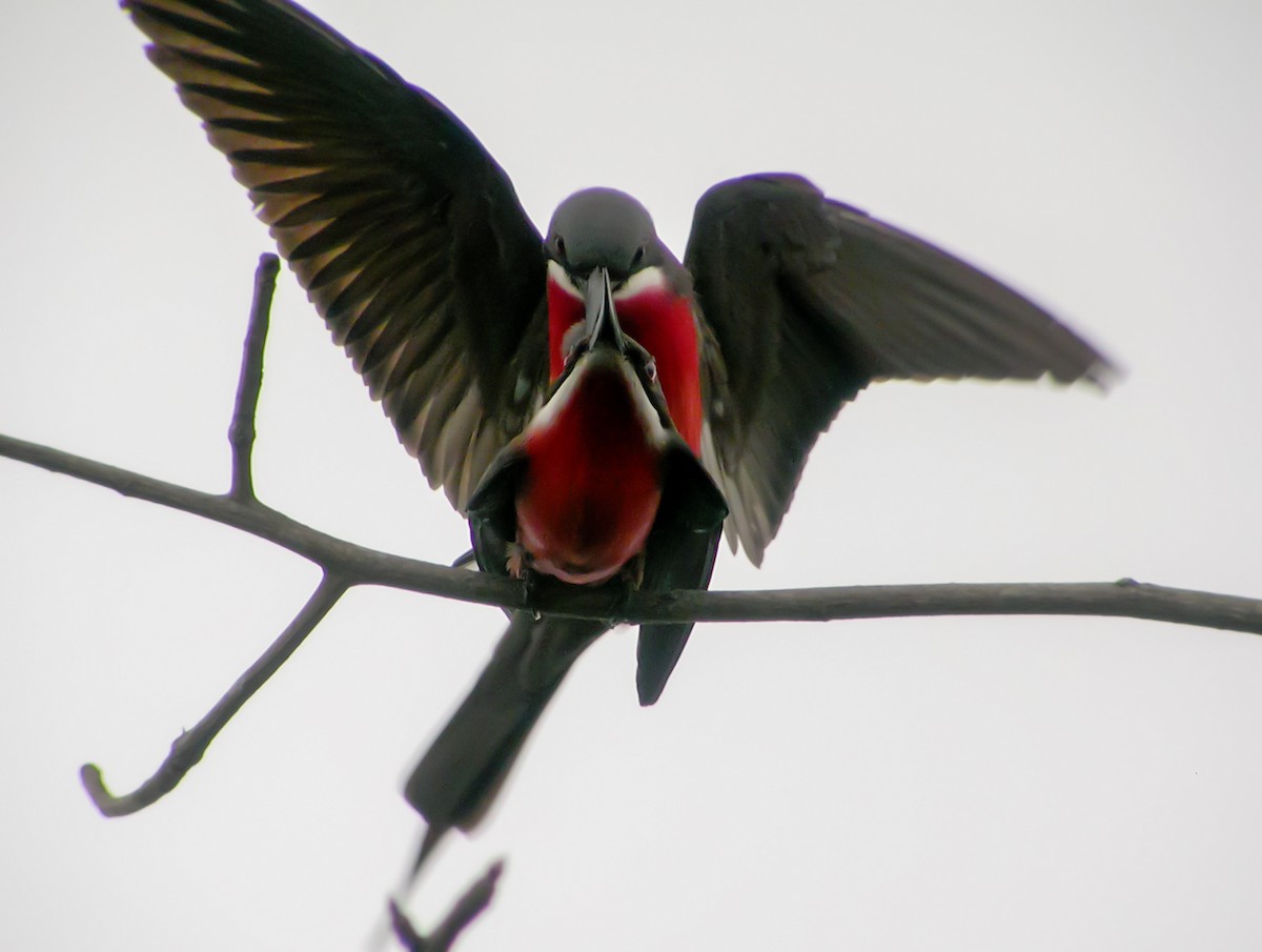 Розовая щурка - ML644751746