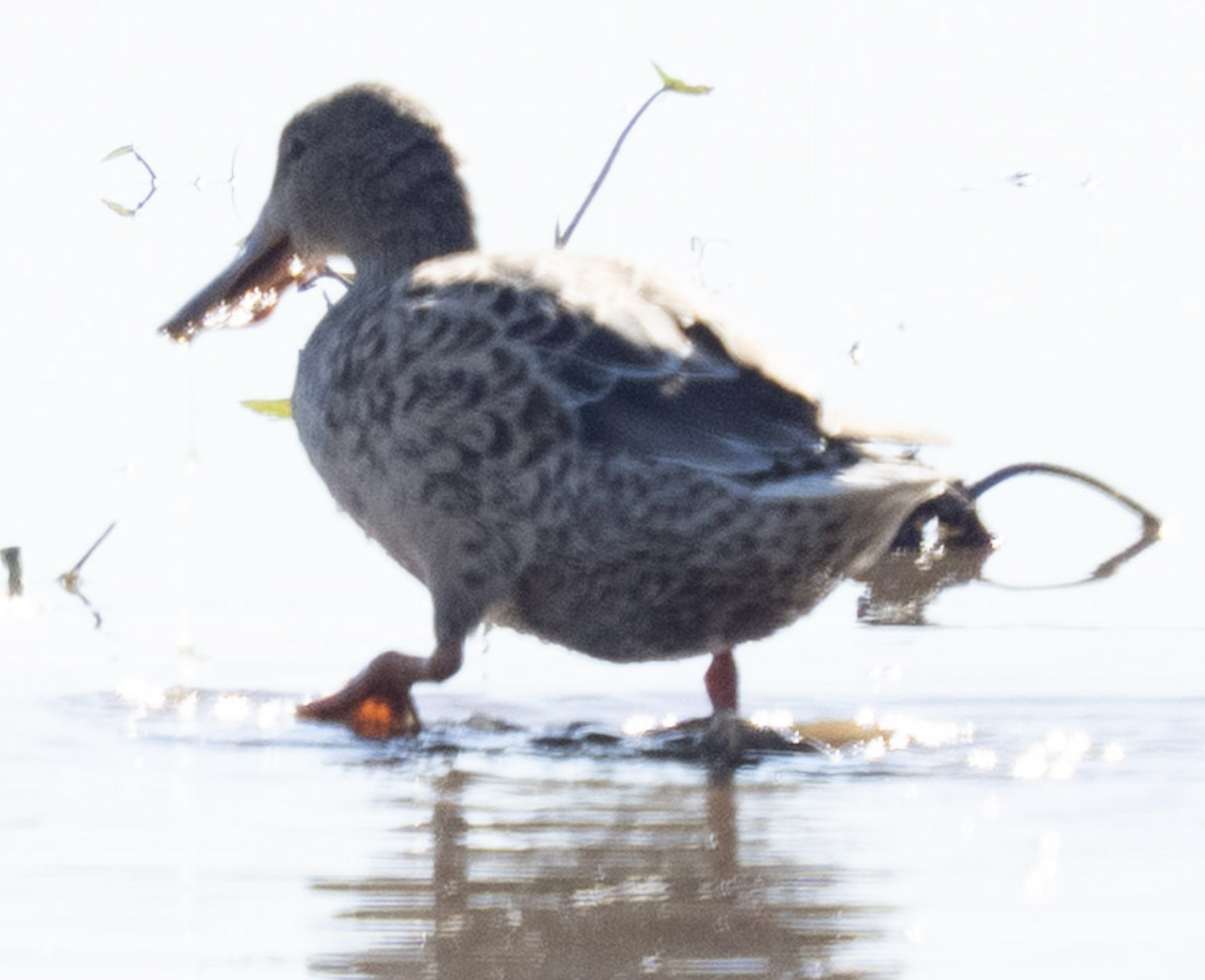 Northern Shoveler - ML644751756