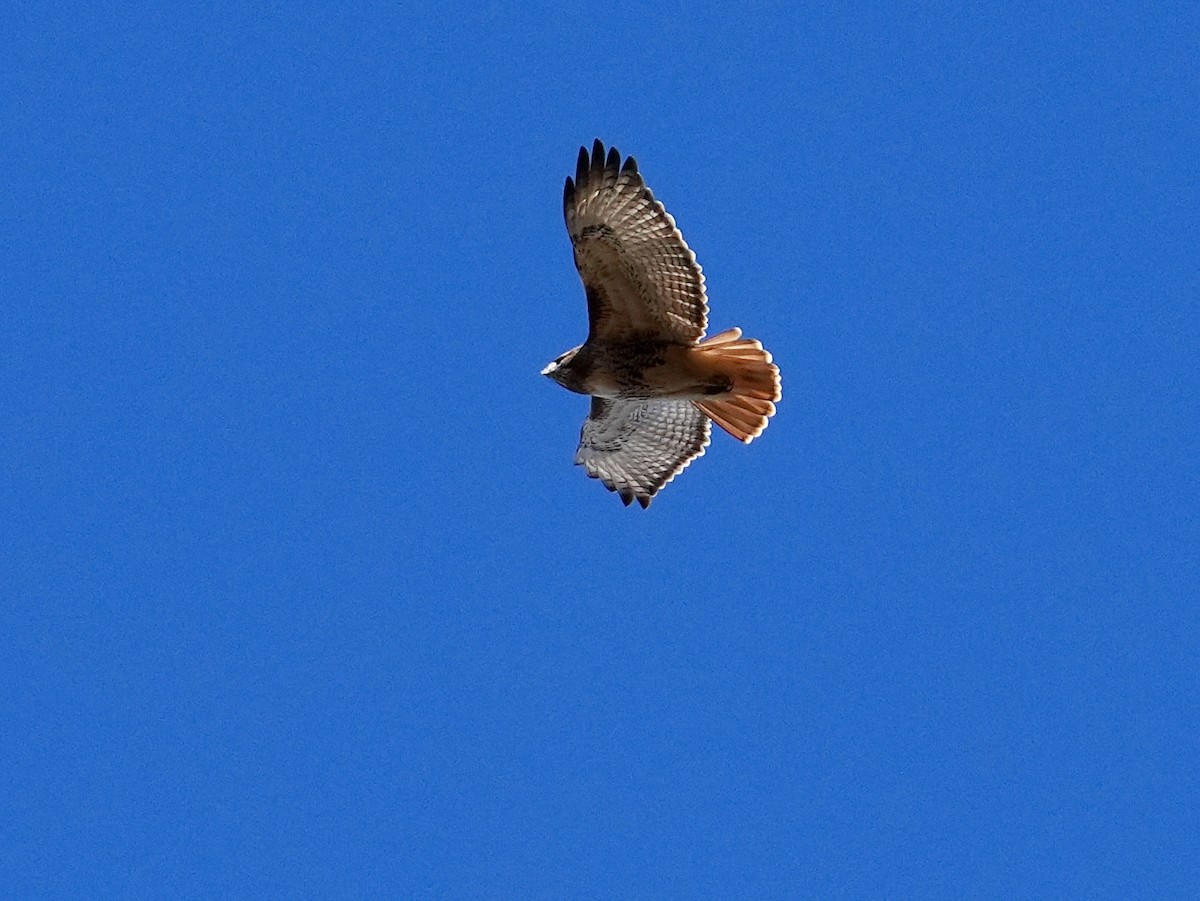 Red-tailed Hawk - ML644751774