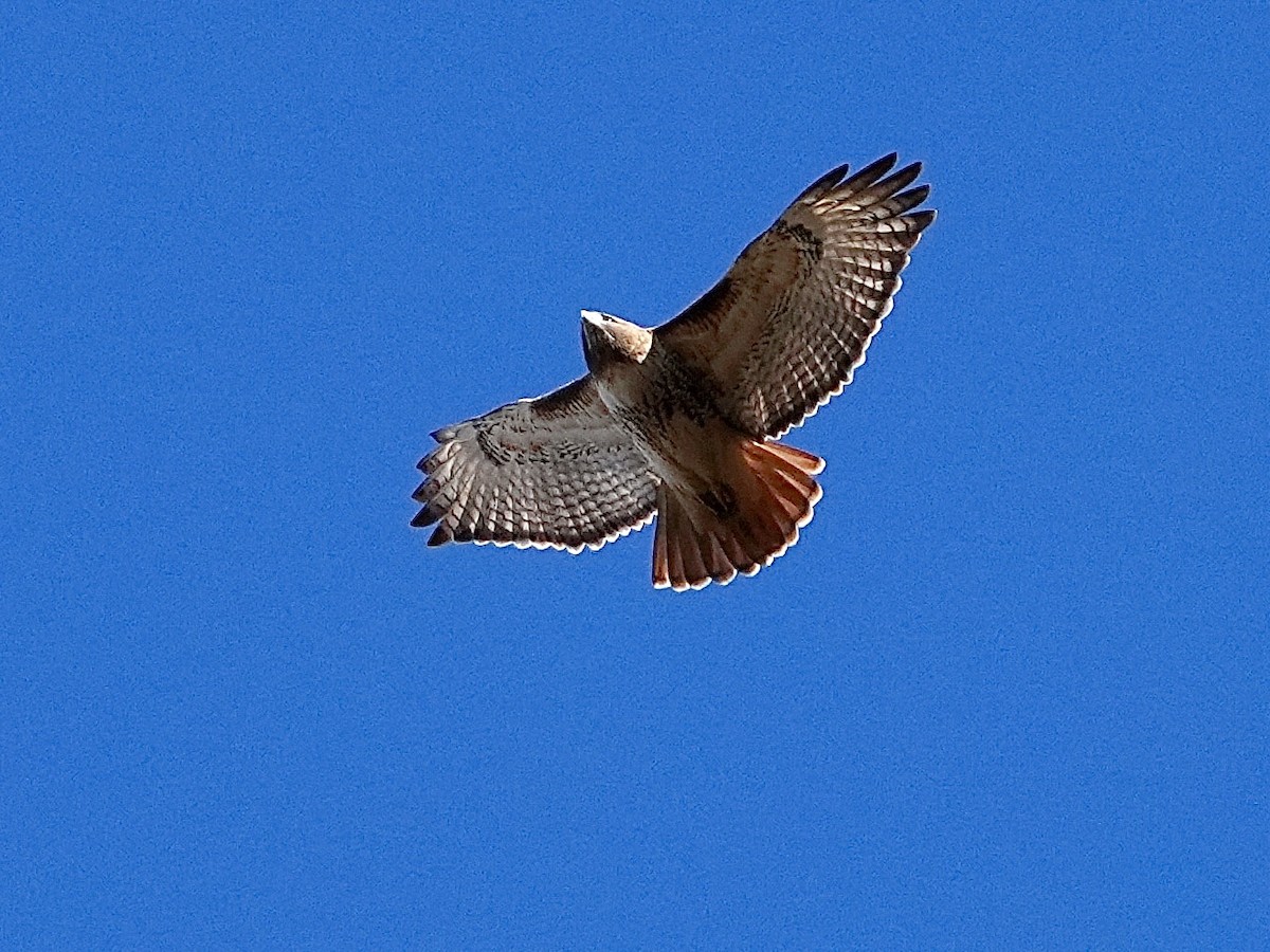 Red-tailed Hawk - ML644751775