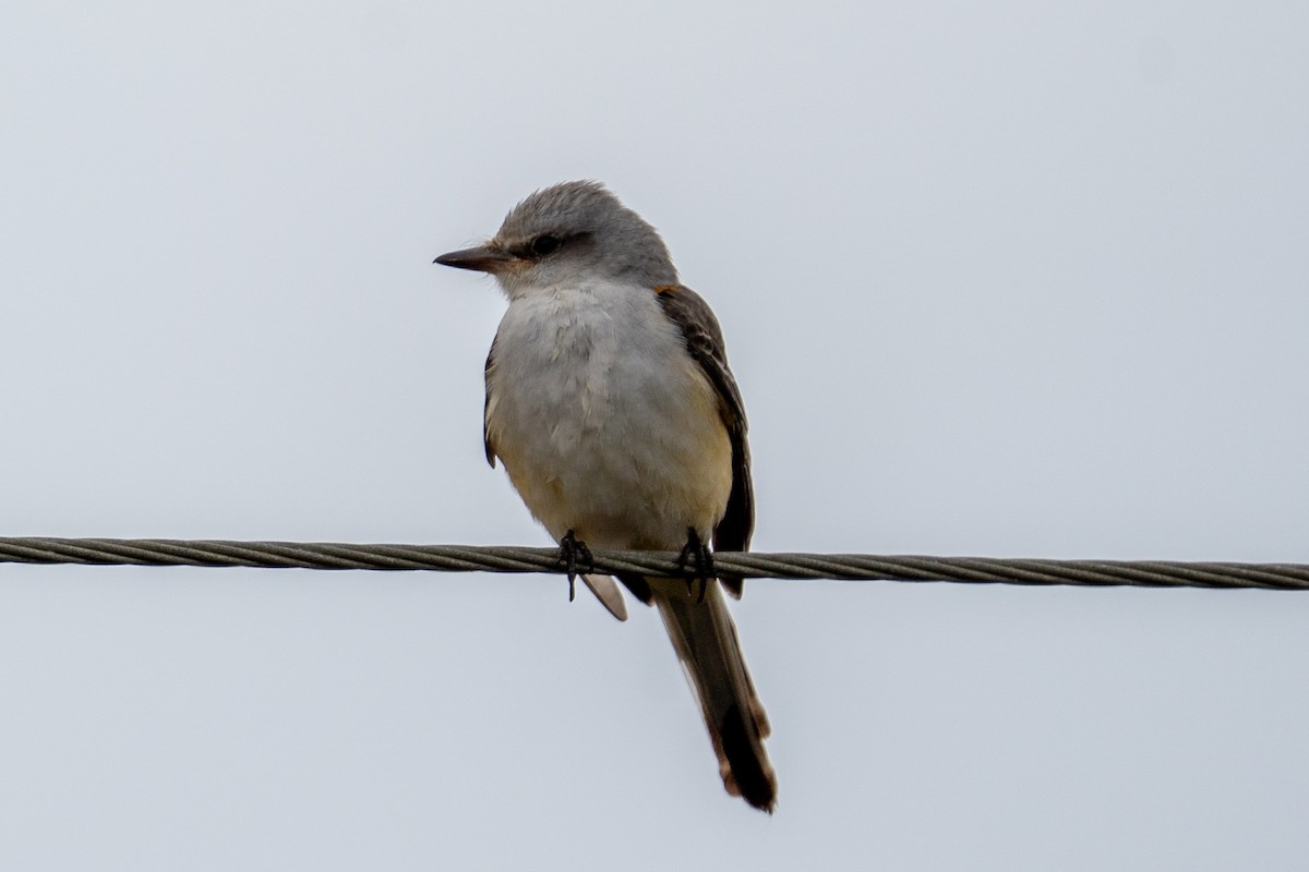 Scissor-tailed Flycatcher - ML644751776