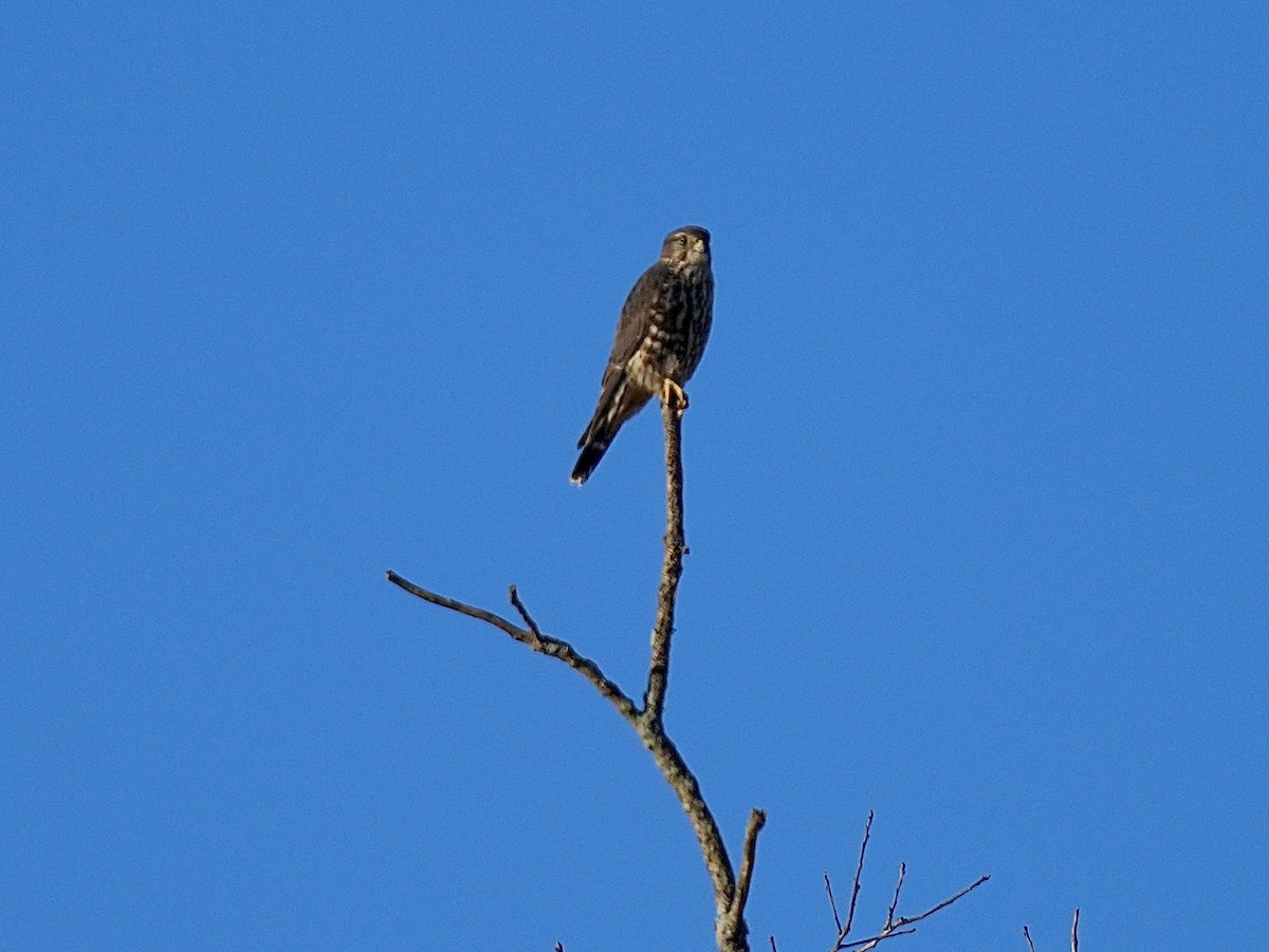 Merlin - ML644751777