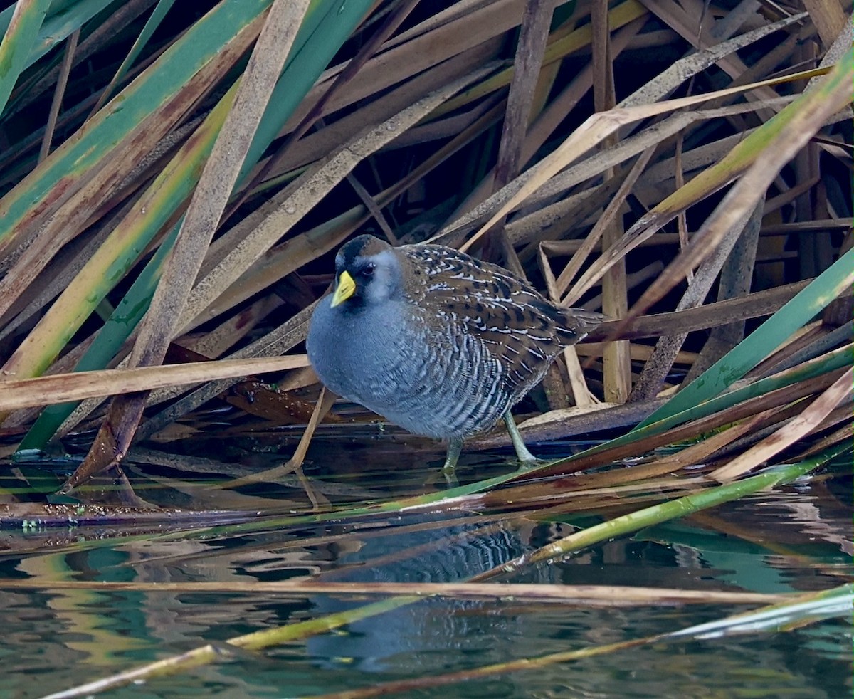 chřástal karolínský - ML644751788