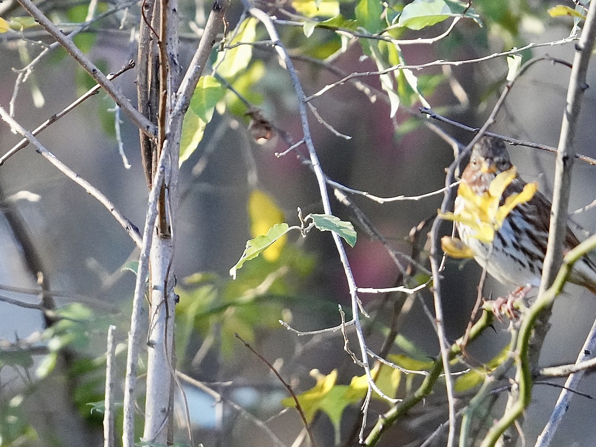 Fox Sparrow - ML644751789