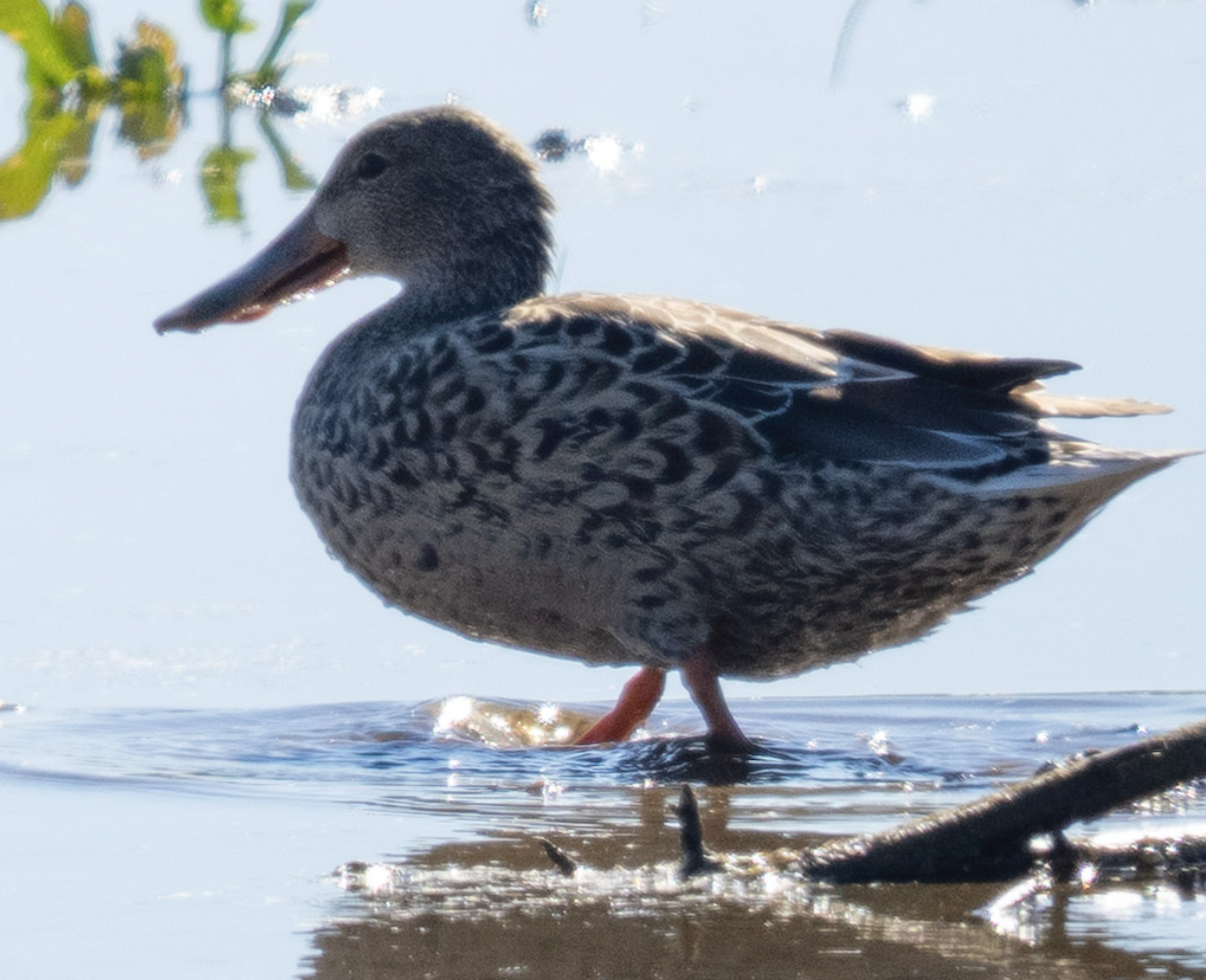 Northern Shoveler - ML644751794