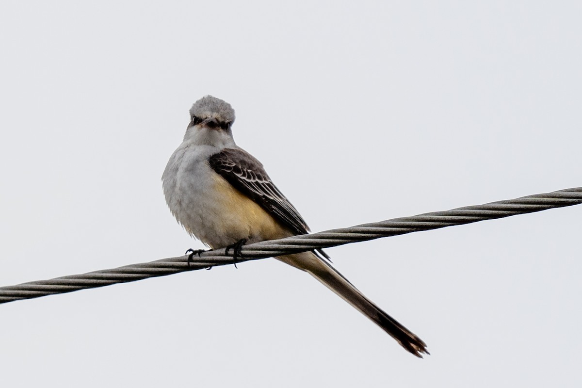 Scissor-tailed Flycatcher - ML644751797