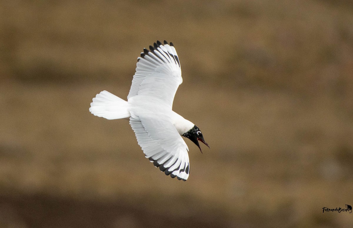 Andean Gull - ML644751800