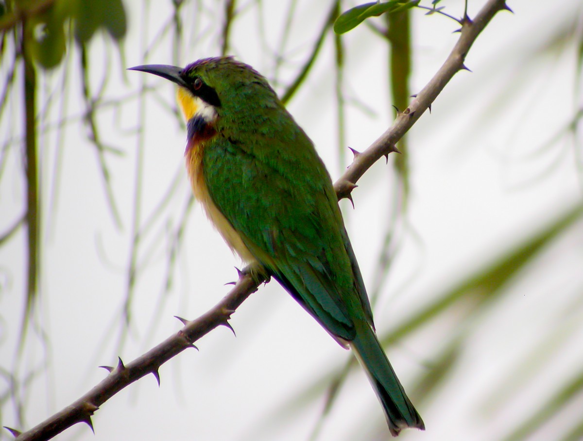 Blue-breasted Bee-eater - ML644751819