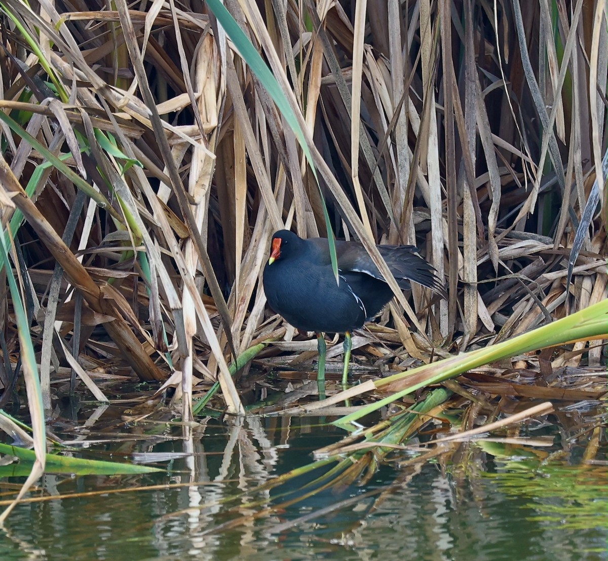 slípka americká [skupina galeata] - ML644751823