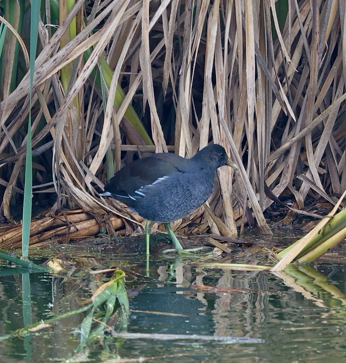 slípka americká [skupina galeata] - ML644751824