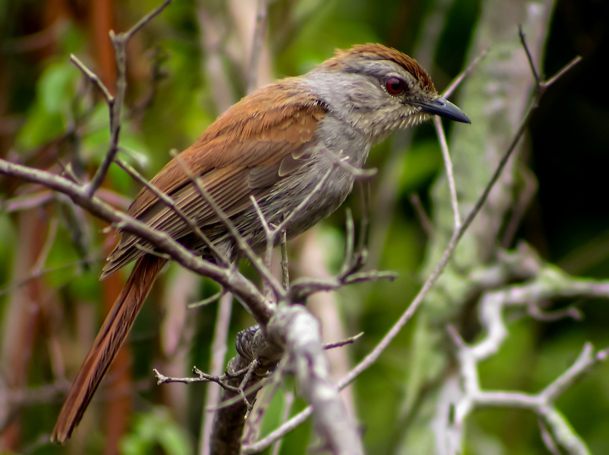 Rufous-tailed Palm-Thrush - ML644751826