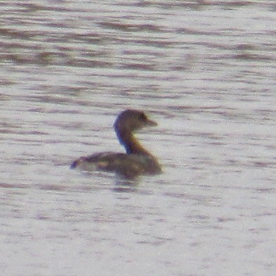 Пірникоза сірощока - ML644751828