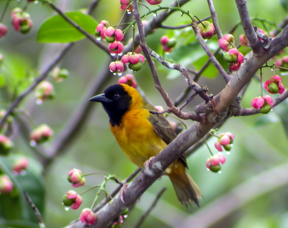 Tejedor de Loango - ML644751830